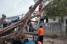 Pohon Beringin Tumbang,...