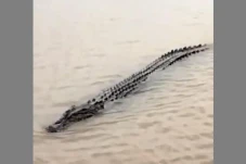 Buaya Ganas Sungai Batanghari...