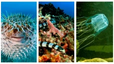 5 Hewan Laut Paling...