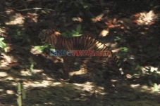 Harimau Sumatera Terjerat...