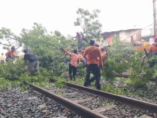 Pohon Tumbang Tutupi...
