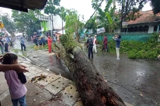 10 Pohon Tumbang dan...
