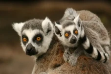 6 Fakta Lemur, Primata...