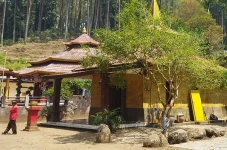 Pohon Dewandaru Awal...