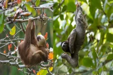 5 Fakta Sloth, Hewan...