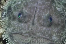 Bak Alien, Ikan Berwajah...