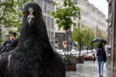 Dari Lahir, Burung Merpati...