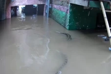 Ngeri! Ular Besar Berkeliaran...