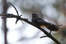 5 Fakta Nightjar, Burung...