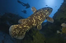 5 Fakta Coelacanth,...