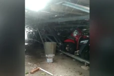 Pohon Raksasa di RS...