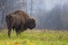 5 Fakta Bison, Hewan...