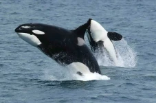 5 Fakta Orca, Cerdas...
