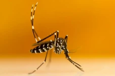 Metode Wolbachia Disebut...