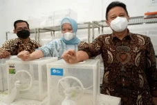 Fakta-Fakta Nyamuk Wolbachia,...