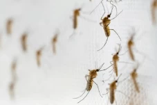 Metode Wolbachia Jadi...