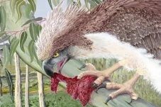 Mirip Burung Phoenix,...