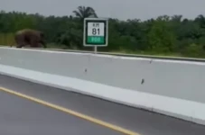 Heboh Penampakan Gajah...