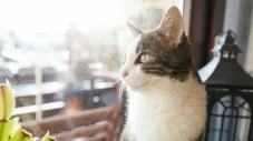 Kucing Selamatkan Majikan...