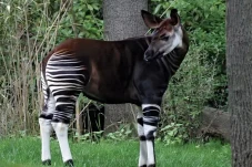 5 Fakta Menarik Okapi,...