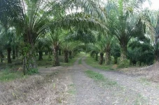 Aceh Tamiang Sukses...