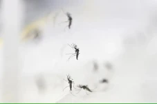Apa Itu Nyamuk Wolbachia?...