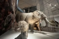 Terungkap, Gajah Purba...