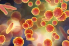 Penjelasan Bakteri Mycoplasma,...