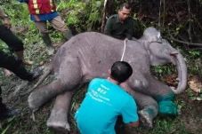 Memilukan, Anak Gajah...