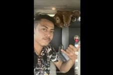 Kocak, Pria Situbondo...