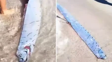 Ikan yang Identik dengan...