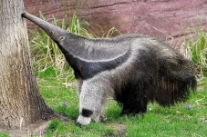 7 Fakta Menarik Anteater,...
