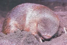 Spesies Tikus Ini Tiba-tiba...