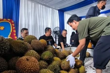 Durian Vaganza Digelar,...