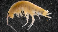 Ahli Entomologi Temukan...
