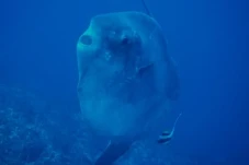 7 Fakta Unik Ikan Mola,...
