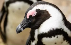 Ini Penyebab Penguin...