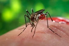 Nyamuk Wolbachia Penangkal...