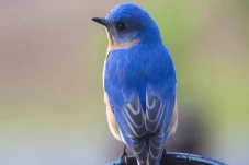 Bulu Burung Bluebird...