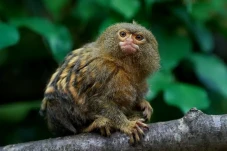 7 Fakta Menarik Pygmy...