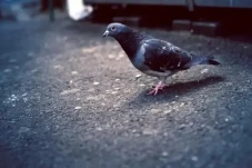 Tabrak Burung Merpati,...