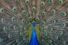 7 Fakta Unik Burung...