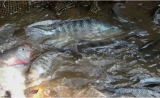 25 Persen Spesies Ikan...