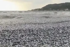 1.200 Ton Ikan Mati...