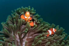 7 Fakta Unik Anemon...