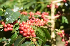 Produksi Kopi Indonesia...