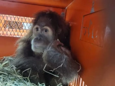 3 Orangutan Sitaan Dipulangkan...