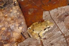 Spesies Katak Bertaring...