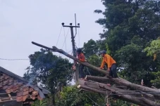 Pohon Kapuk Tumbang...