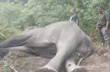 Memilukan! Gajah Dugul...